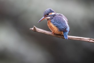 Common kingfisher (Alcedo atthis), Emsland, Lower Saxony, Germany, Europe
