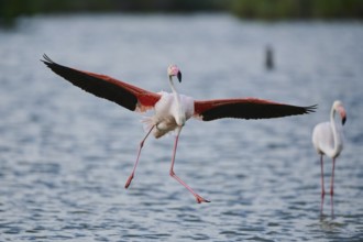 Greater Flamingo (Phoenicopterus roseus), landing in the water, Parc Naturel Regional de Camargue,