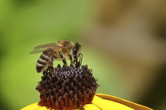 European honey bee (Apis mellifera), collecting nectar from a flower of yellow coneflower