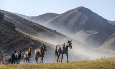 Herd of horses galloping over a hill and raising dust, mountains behind, Kyrgyzstan, Asia