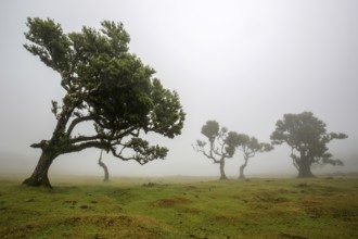 Laurel trees overgrown with moss and plants in the mist, old laurel forest (Laurisilva), stinkwood