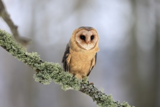 Central European barn owl (Tyto alba guttata), adult, perch, in winter, Šumava, Czech Republic,
