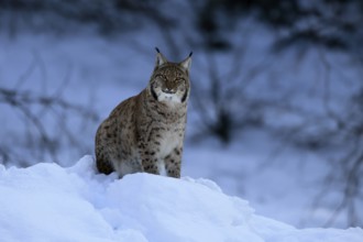 Carpathian lynx (Lynx lynx carpathicus), adult, in winter, in snow, alert, Bavarian Forest,