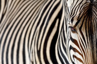 Detail, portrait of a plains zebras (Equus quagga), captive, Munich, Bavaria, Germany, Europe