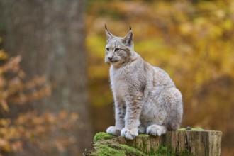 Eurasian lynx (Lynx lynx), sitting on tree trunk in autumn forest