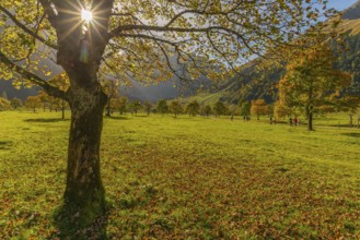 Engtal, Großer Ahornboden, Karwendel Mountains, Kalkalpen, Austria, Autumn-coloured sycamore maple