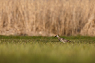 Eurasian curlew (Numenius arquata), single animal foraging in a meadow, Flusslandschaft Peenetal