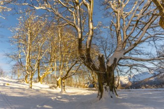 The Oianleku natural park at sunrise, snowy beech forest in the town of Oiartzun in Peñas de Aya,
