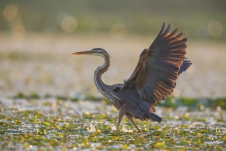Purple heron (Ardea purpurea), the bird searches for prey in shallow water in the early morning and