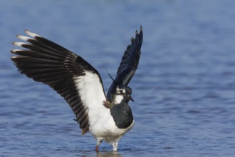 Northern lapwing (Vanellus vanellus) with spread wings in the water, Neusiedeler See National Park,