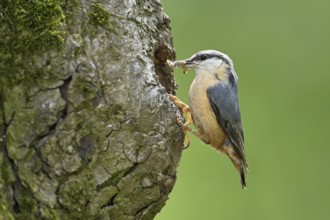 Nuthatch (Sitta europaea), with food in its beak in front of its breeding den, Lake Neusiedl