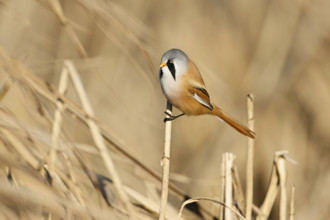 Bearded Tit (Panurus biarmicus), male, sitting on a reed stalk, Klingnauer Stausee, Canton Aargau,