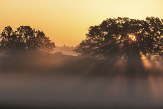 Sunbeams breaking in a tree, fog, backlight, sunrise, Alpine foothills, Bavaria, Germany, Europe