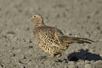 Pheasant or hunting pheasant (Phasianus colchicus), female running across a field, Lake Neusiedl