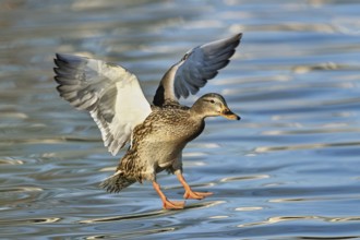 Mallard (Anas platyrhynchos), female in flight, Lake Zug, Canton Zug