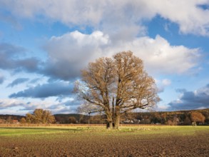 Ploughed field with huge solitary oak under blue sky with clouds in autumn, giant tree, natural