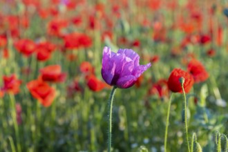 Single flower of blue poppy (Papaver somniferum), in the background red flowering poppy (Papaver
