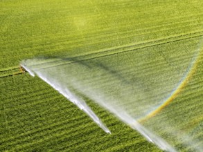 Artificial irrigation of a cereal field in April, with a sprinkler system, long dry spell in spring