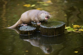 Eurasian otter (Lutra lutra) on a tree trunk in the water of a little lake, Bavaria, Germany,