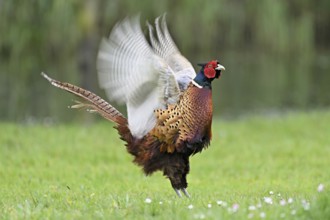 Pheasant (Phasianus colchicus), calling male, courtship, flapping wings, fluttering, Texel, North