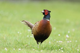 Pheasant (Phasianus colchicus), male standing in meadow, Texel, North Holland, Netherlands