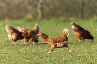 A group of brown hens moving across a green meadow, domestic fowl, Rhineland-Palatinate, Germany,