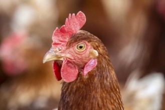 Free-range chickens on a farm in Ottersweier, Baden-Württemberg, Germany, Europe