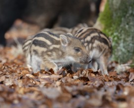 Wild boar, wild boar (Sus scrofa), young boar looking for food in the forest, Germany, Europe