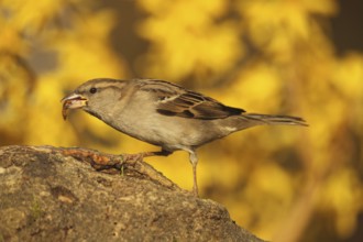 House Sparrow (Passer domesticus) female, Allgäu, Bavaria, Germany, Allgäu, Bavaria, Germany,