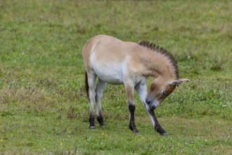 Przewalski's horse (Equus przewalski) capive Germany