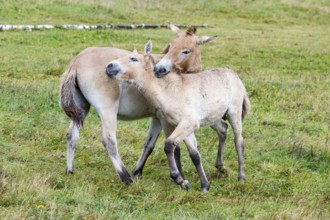 Przewalski's horse (Equus przewalski) capive Germany