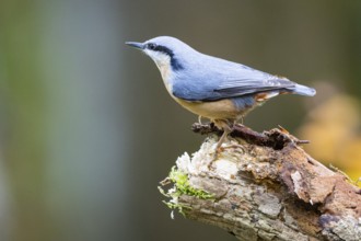 Nuthatch (Sitta europaea) Germany