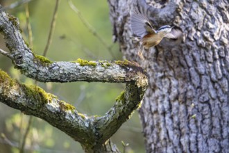 Nuthatch (Sitta europaea) Germany