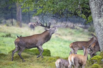Red deer (Cervus elaphus) Rutting behaviour captive Germany