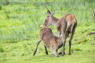 Red deer (Cervus elaphus) cow with calf captive Germany