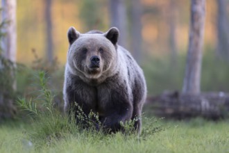 Brown bear (Ursus arctos) in the Finnish taiga, Kuusamo, Finland, Europe