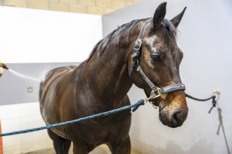 Horse tied with ropes on the wall while receiving a shower in a rehabilitation center