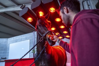 Horse drying under the lights of an equestrian solarium and a man petting it