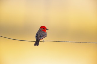 Vermilion flycatcher (Pyrocephalus rubinus) Pantanal Brazil