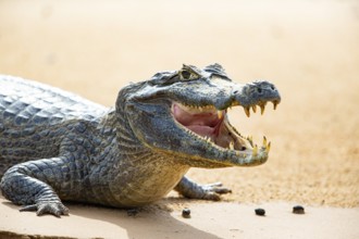 Spectacled caiman (Caiman crocodilius) Panatanal Brazil