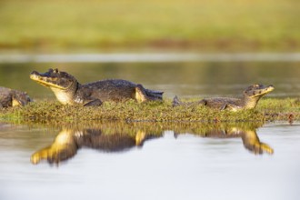 Spectacled caiman (Caiman crocodilius) Pantanal Brazil