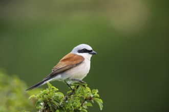 Red-backed shrike (Lanius collurio) ml Germany