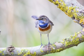 Bluethroat (Luscinia svecica cyanecula) Male Germany