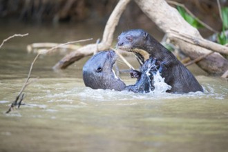 Giant otter (Pteronura brasiliensis) Pantanal Brazil