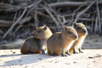 Capybara (Hydrochaeris hydrochaeris) Pantanal Brazil