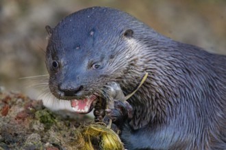 Southern river otter (Lontra longicaudis) Pantanal Brazil