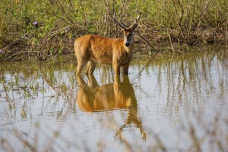 Marsh deer (Blastocerus dichotomous) Pantanal Brazil