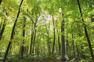 Mixed forest of tall backlighted Acer - Maple, Betula - Birch trees with abundant green, yellowish