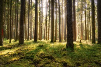 Tall trees with rays of light enriching the mossy forest floor, Calw, Black Forest, Germany, Europe