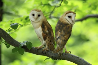 Barn owl (Tyto alba), adult, pair, vigilant, on tree, in summer, Šumava, Czech Republic, Europe